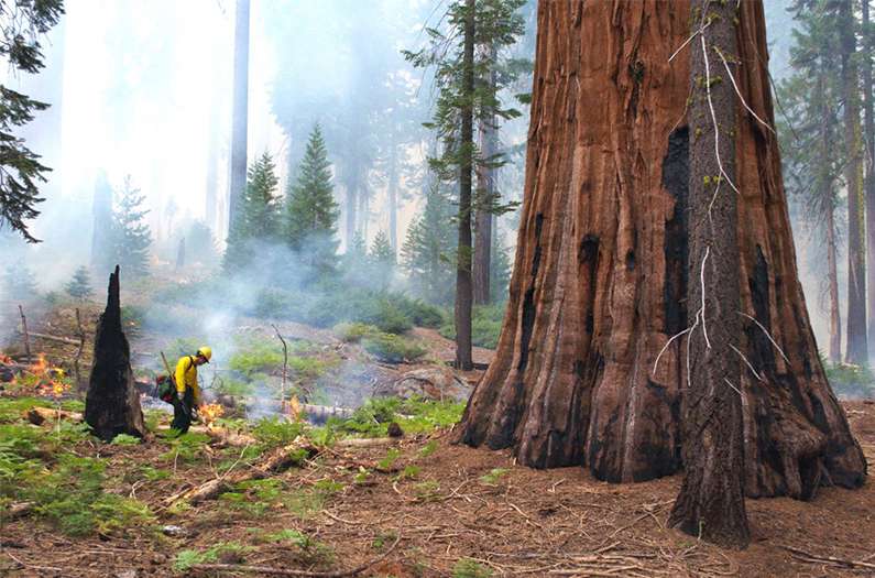 How to save giant Sequoias: Burn the forest around it first