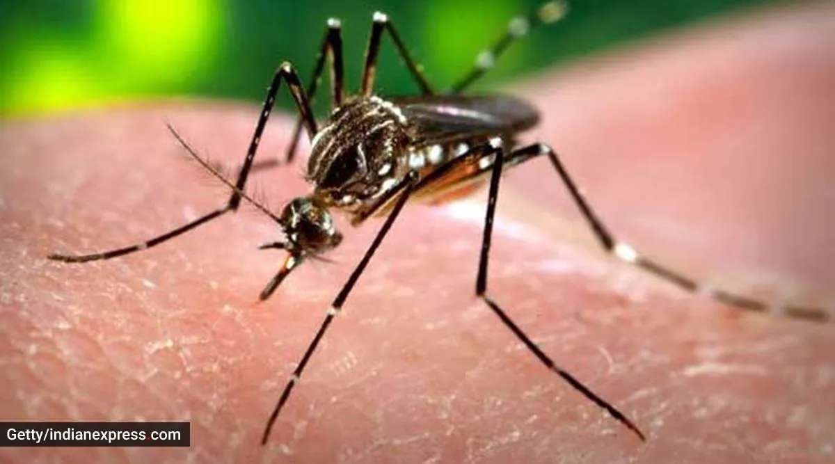 Why a Rs 12,000 vaccine isn’t the silver bullet against dengue in India