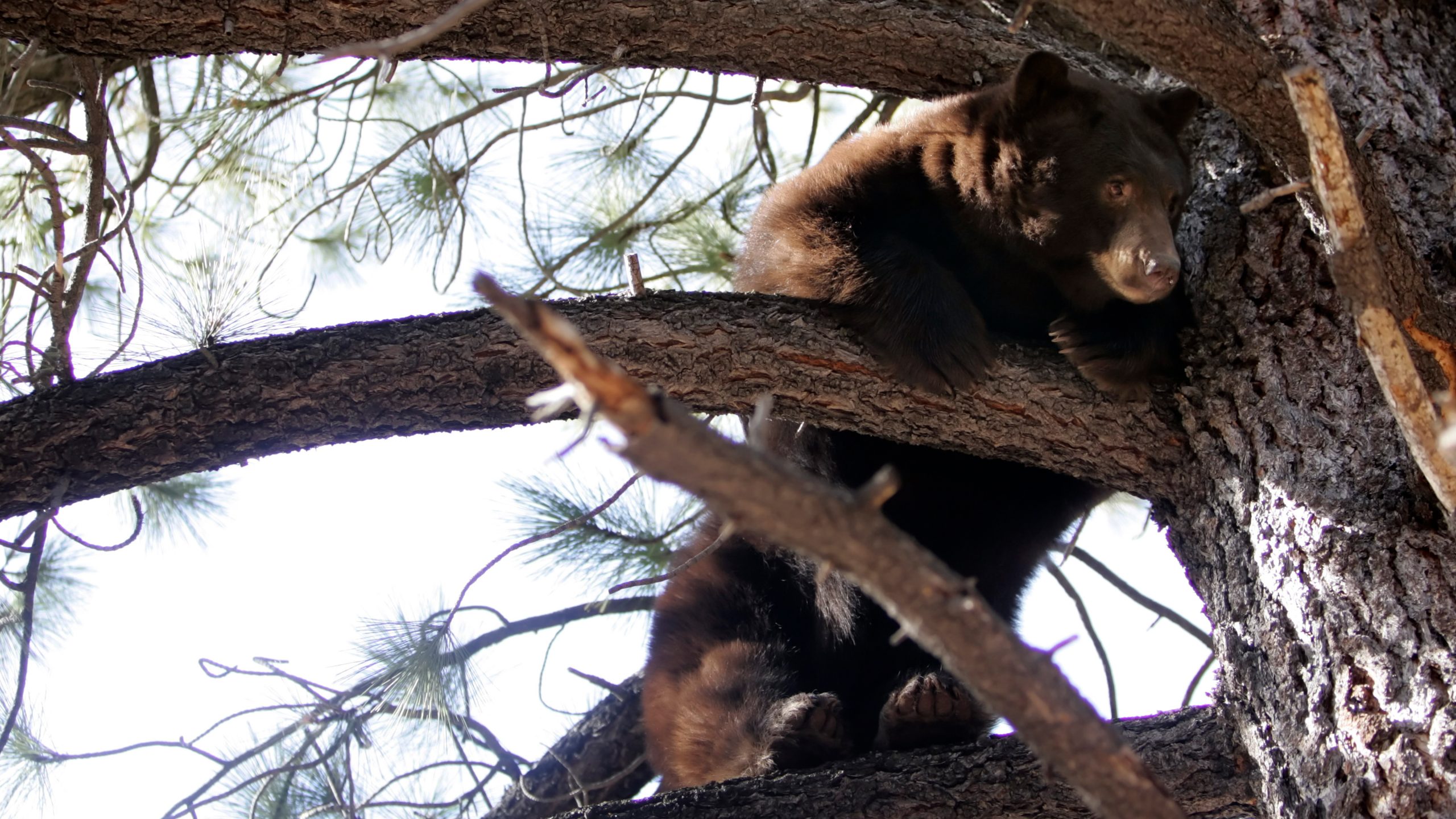 Black bears invade Lake Tahoe homes as break-ins surge and locals fortify defenses