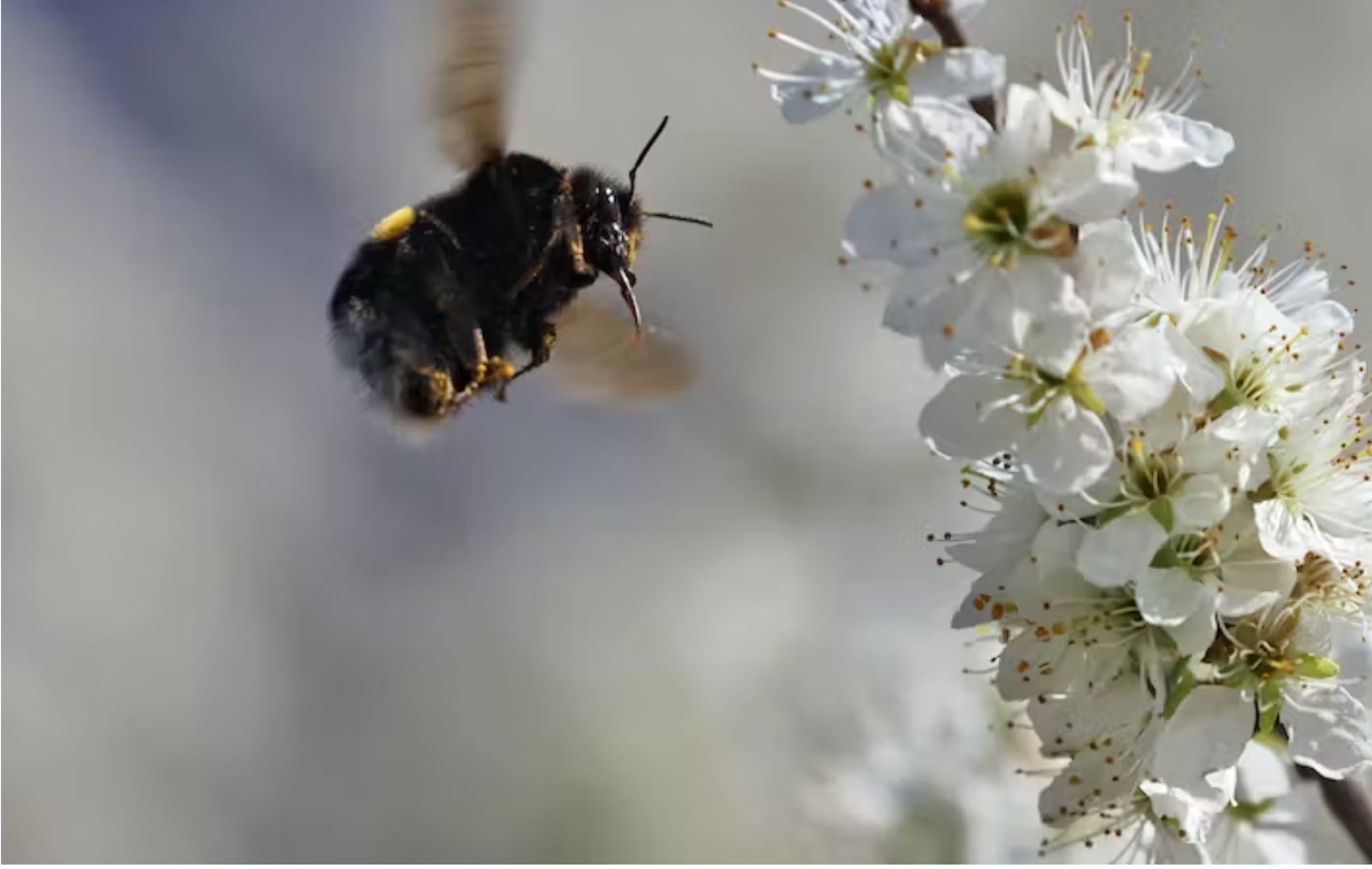 Miss Manners: One guest’s extreme overreaction to a bee ruined my al fresco backyard dinner party