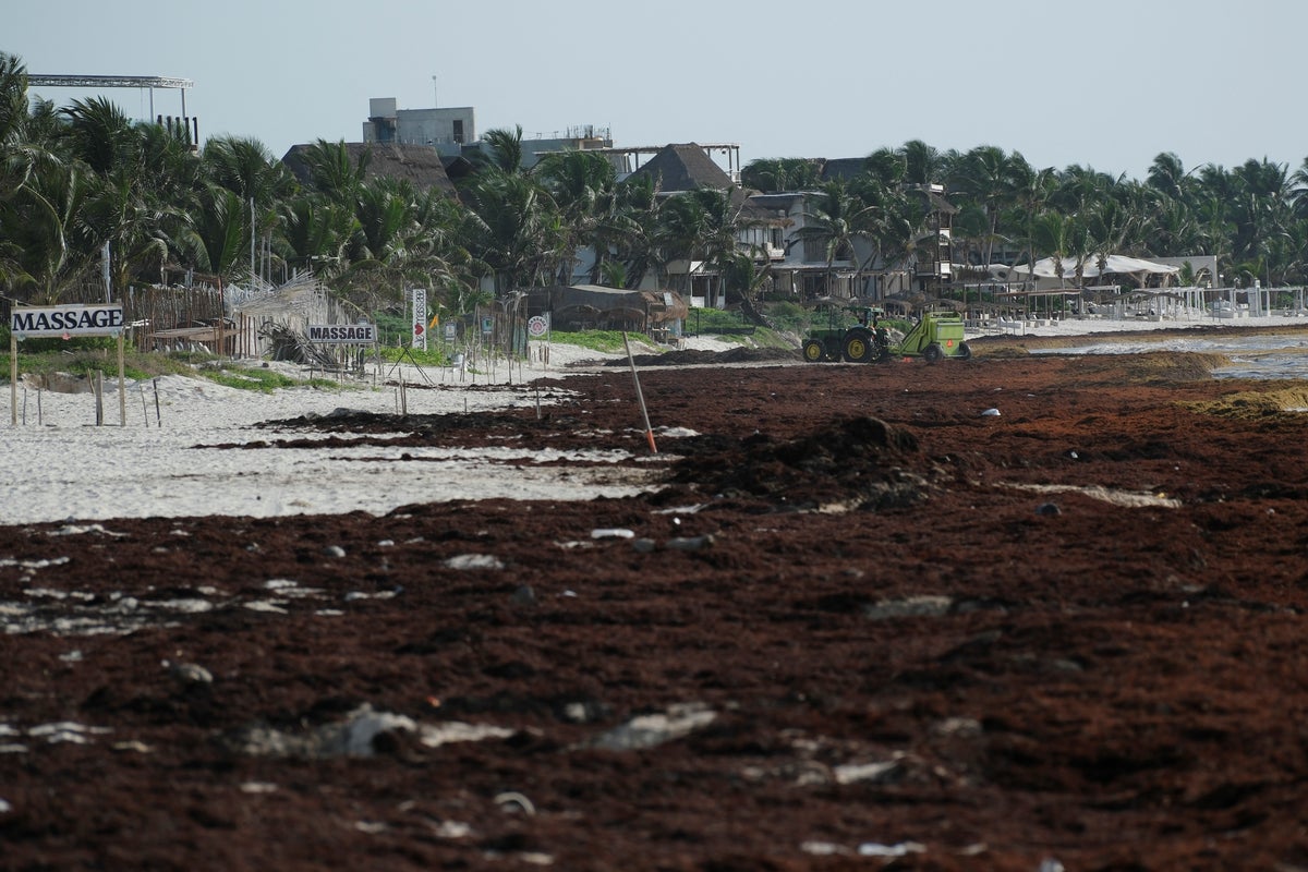 Sargassum seaweed has become a self‑sustaining disaster plaguing beaches - forcing scientists to explore unique solutions