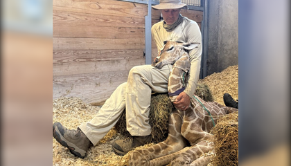 A Premature Baby Giraffe Born Via C-Section Is Fighting for Her Life at a Zoo in Kansas
