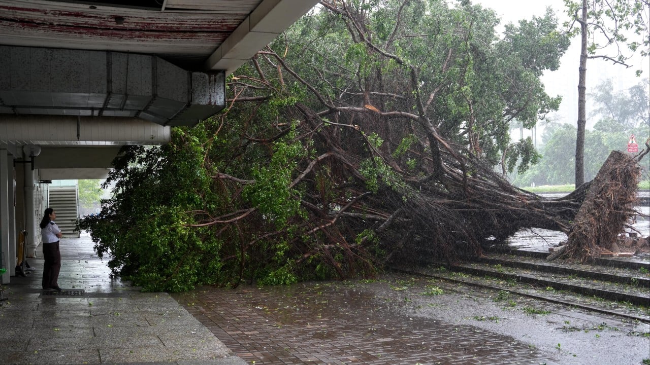 Estate residents question why Typhoon Noul uprooted so many trees
