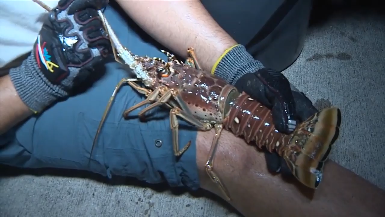Florida’s annual lobster mini season officially kicks off across South Florida