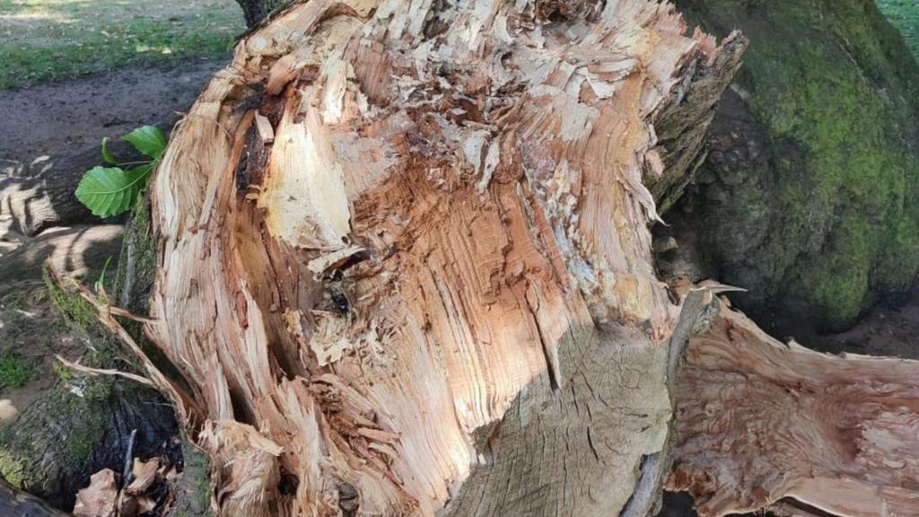 Can a heatwave cause trees to fall?