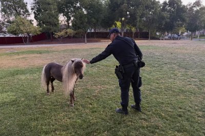 Watch: Shetland pony found wandering loose in California neighborhood