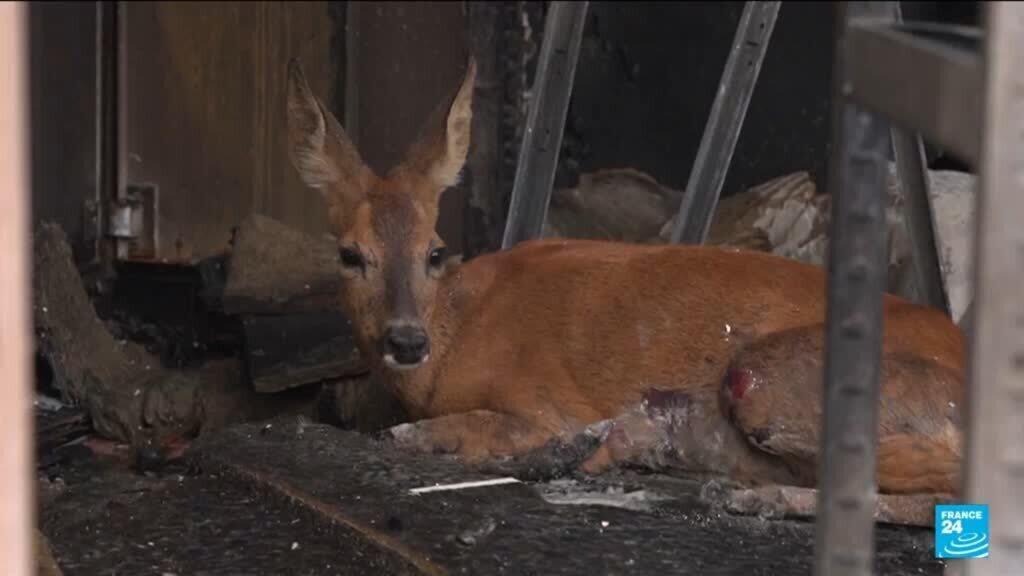 From deer to hedgehogs: Wildfires devastate France's wildlife
