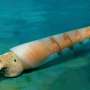 Early Cambrian fossil uncovers key buoyancy structure at the dawn of cephalopod evolution