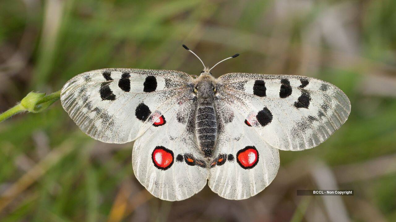 Apollo butterfly made a comeback, then overgrown habitat threatened it