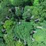 Trees and microbes team up to improve nitrogen nutrient processes in higher CO₂ conditions