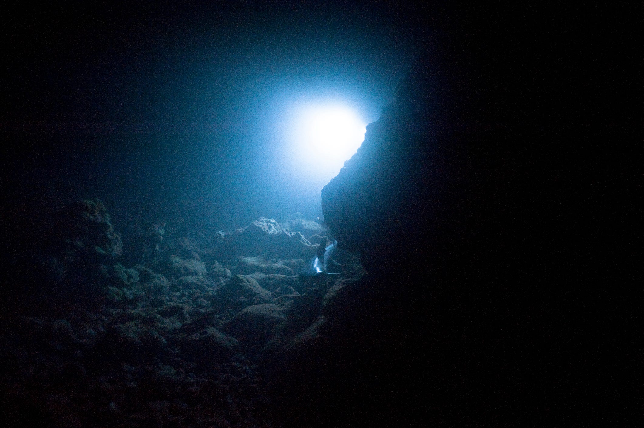 A New Predator Has Emerged From the Deepest, Darkest Part of the Ocean