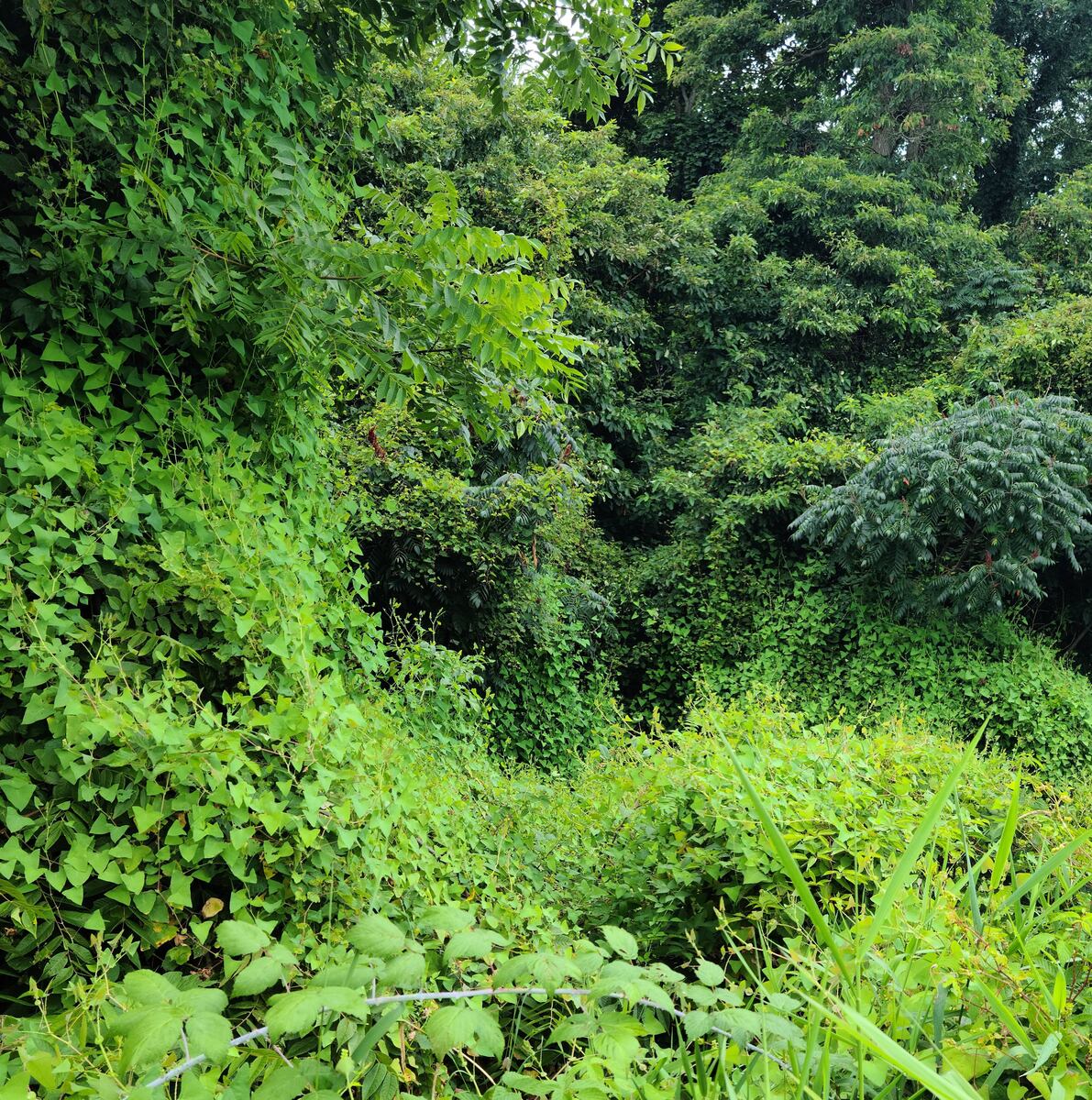 This invasive vine can grow 6 inches a day and it’s now spreading across part of Michigan