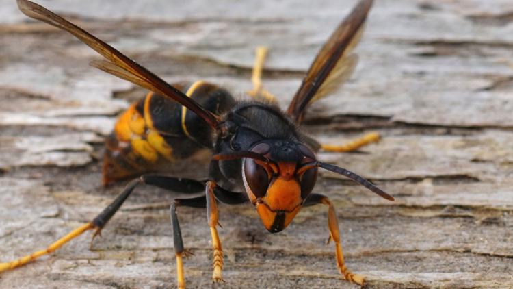Invasive bee-killing hornets discovered in North Carolina for first time