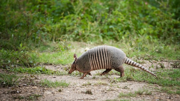 Florida reports 17 leprosy cases so far this year; doctors warn against handling armadillos