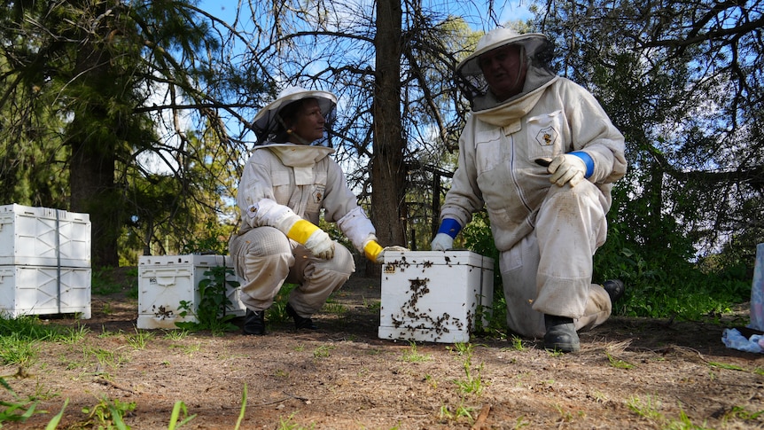 Beekeepers plead for better access to varroa mite treatments