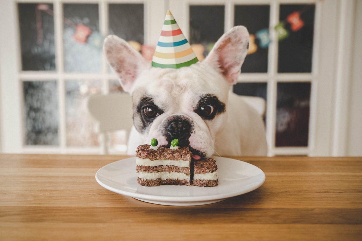 Veterinarian shares how to calculate how old your pet is in dog or cat years
