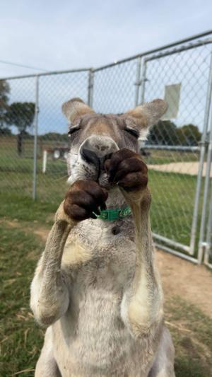 Pet kangaroo is on the loose in Southeast Missouri