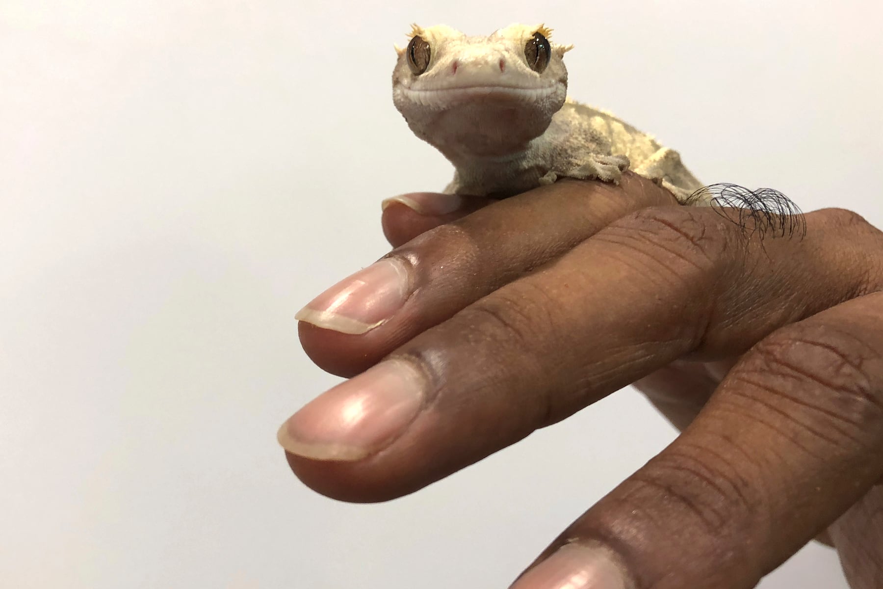 Meet the rare two-headed gecko that’s capturing hearts across the internet