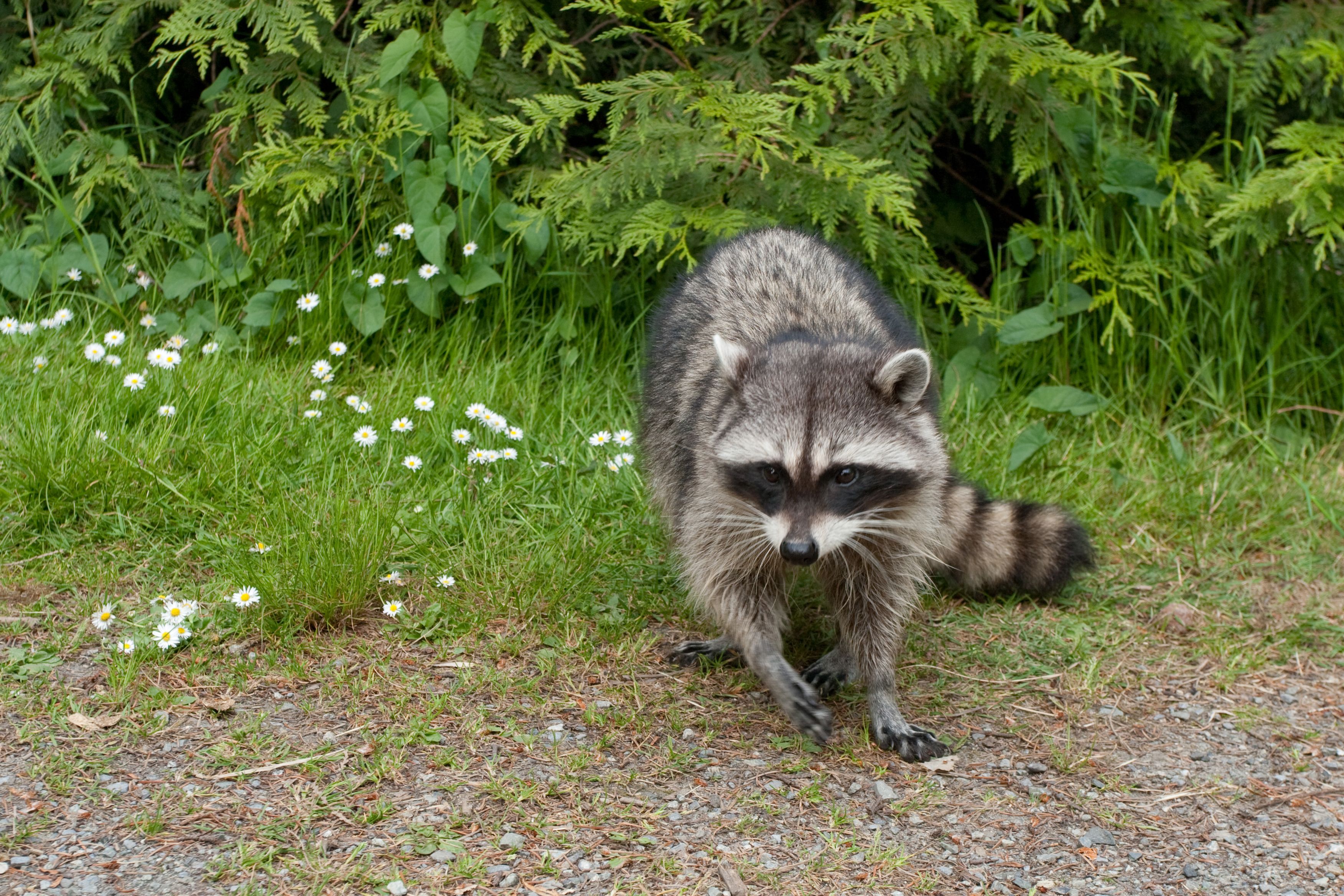 South Jersey man bitten by rabid raccoon; health officials advise people to avoid wild animals