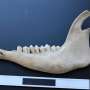 What sheep's teeth can tell us about life in a medieval Kazakhstan town