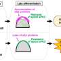 Keeping stem cells in check: A new mechanism by which cell junction proteins regulate tissue homeostasis
