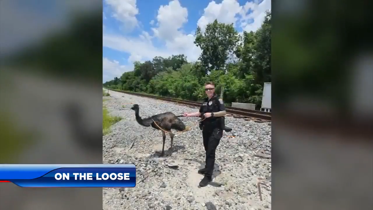 Police track down and capture rogue emu on the loose in Orlando