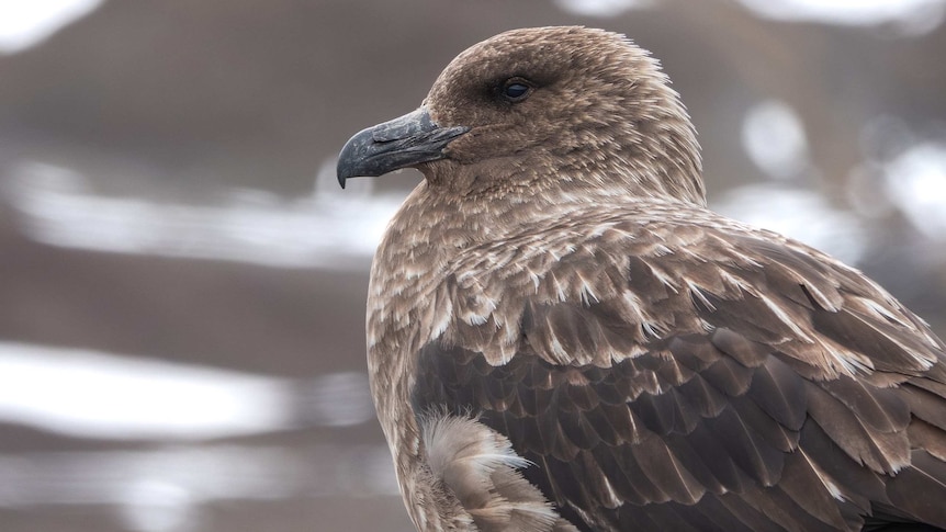 Deadly H5N1 bird flu strain detected in Victoria for first time