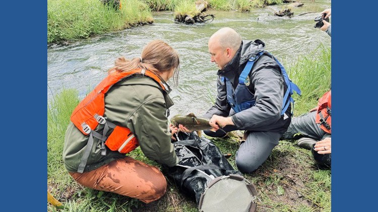 Chinook salmon return to Mount St. Helens watershed for first time since 1980 eruption