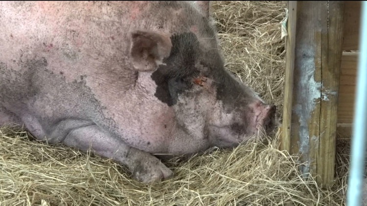 SPCA Tampa Bay found not guilty in the Waddles the pig case