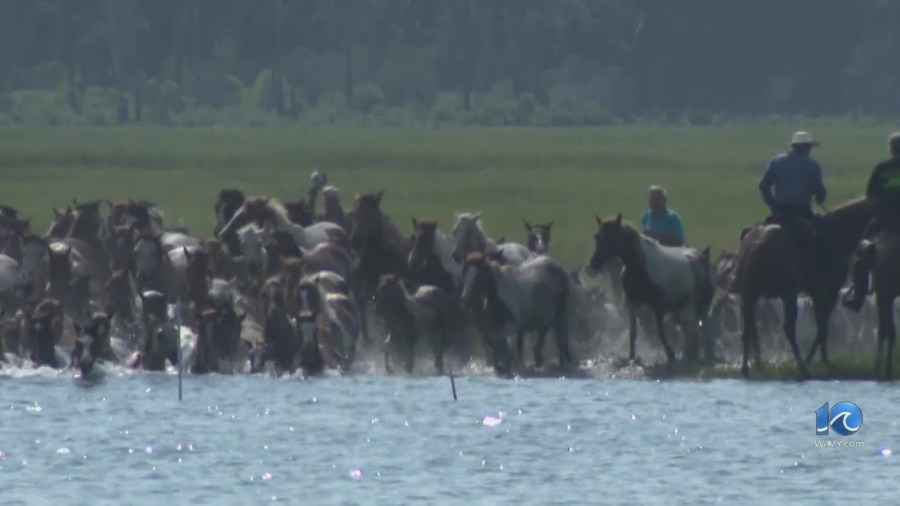 101st Chincoteague pony swim a treat for first-time viewers