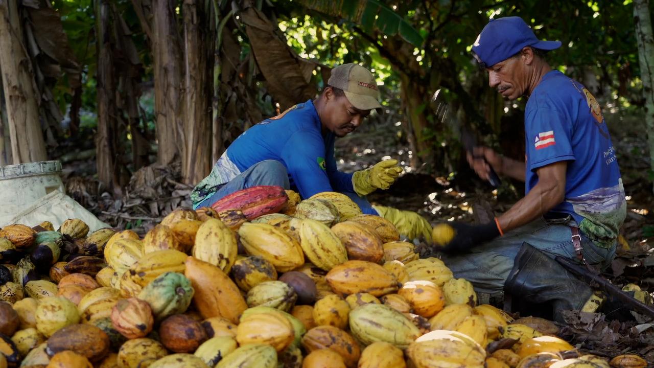 Brazil ramps up chocolate exports to China