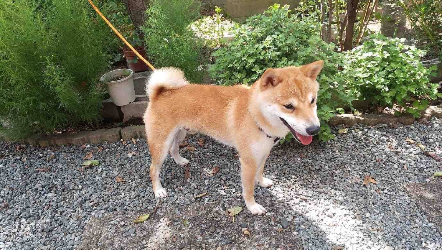 Kumamoto rallies to reunite lost pets and provide refuge for animals