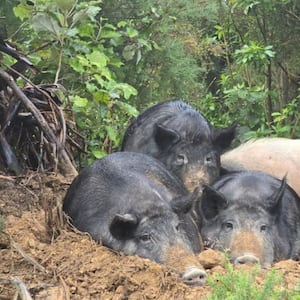 Rush to desex pigs that were rehomed after alleged murder as boars break in