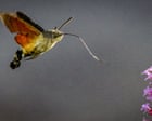 ‘Grey lump with orange wings’: migrating moth descends on UK gardens