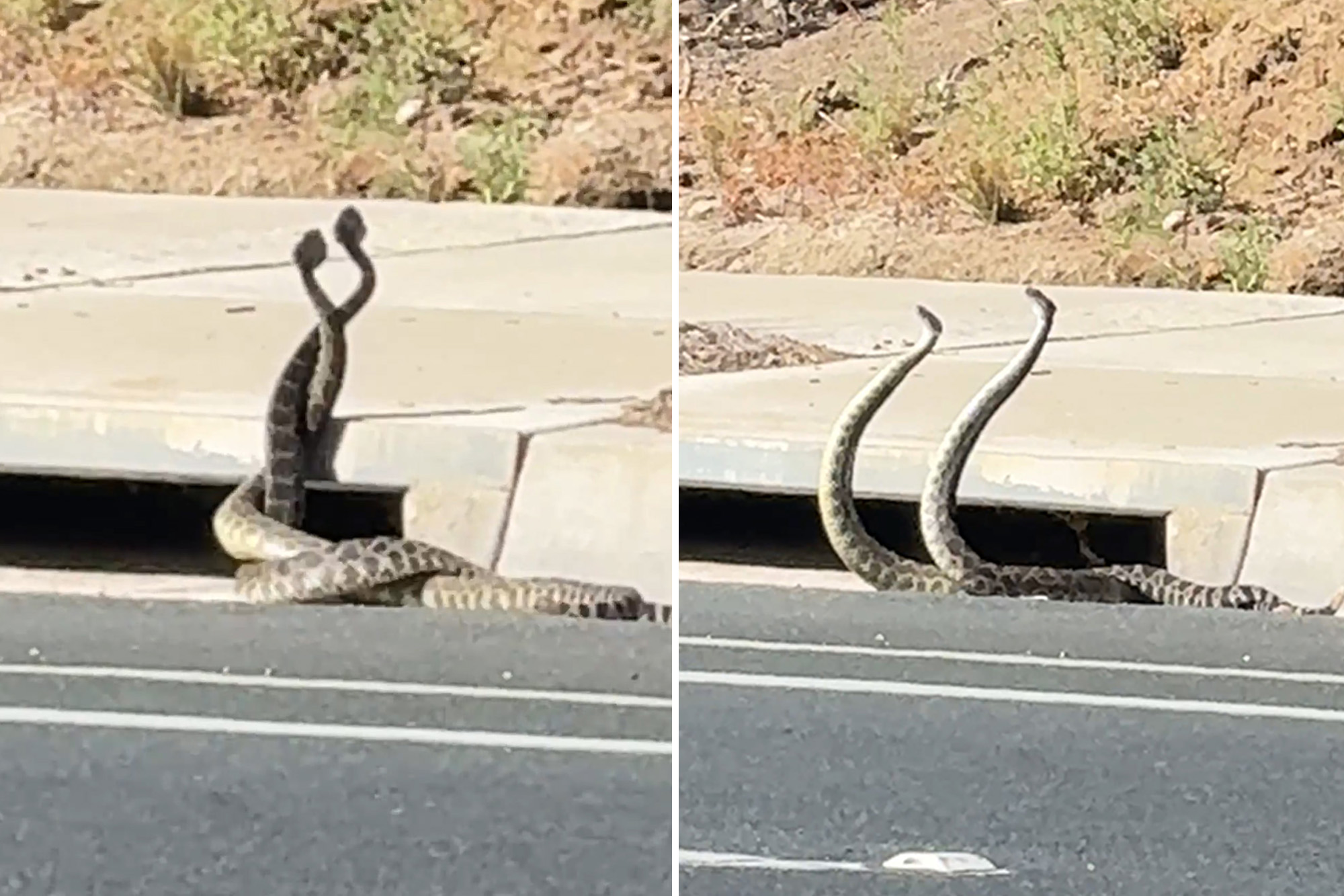 Giant rattlesnakes lock in wild dance on California street as bite cases climb
