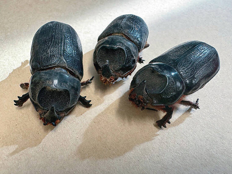 Off the news: More restrictions as CRB sightings rise