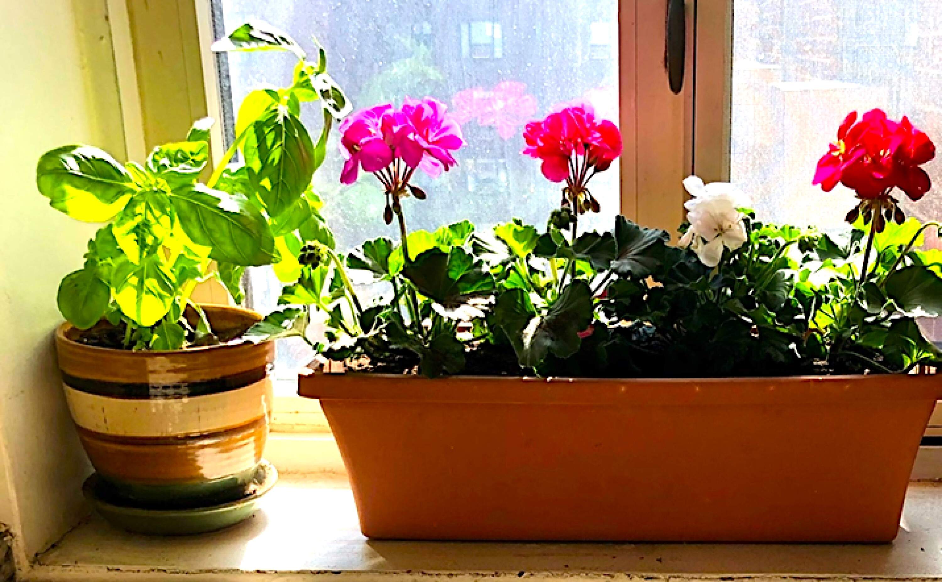 What growing basil teaches me, year after year