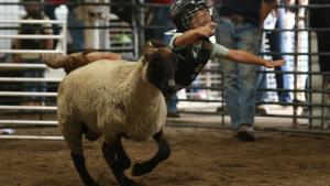 Here’s what’s planned for this year’s York County Fair
