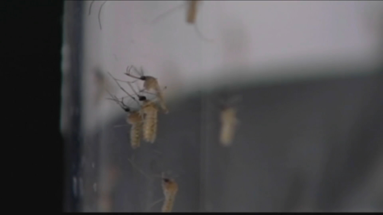 West Nile virus detected in Radnor Twp. park in Delaware County