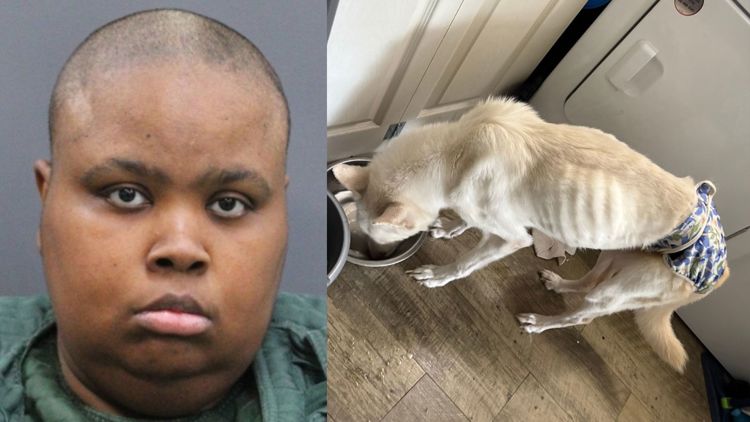 Woman arrested after dogs were found 'extremely' underweight, malnourished while in her care: HCSO