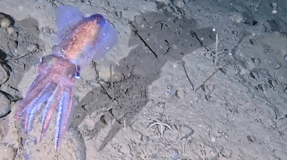 For the First Time, a Look at the Arctic Bobtail Squid in Its Natural Habitat