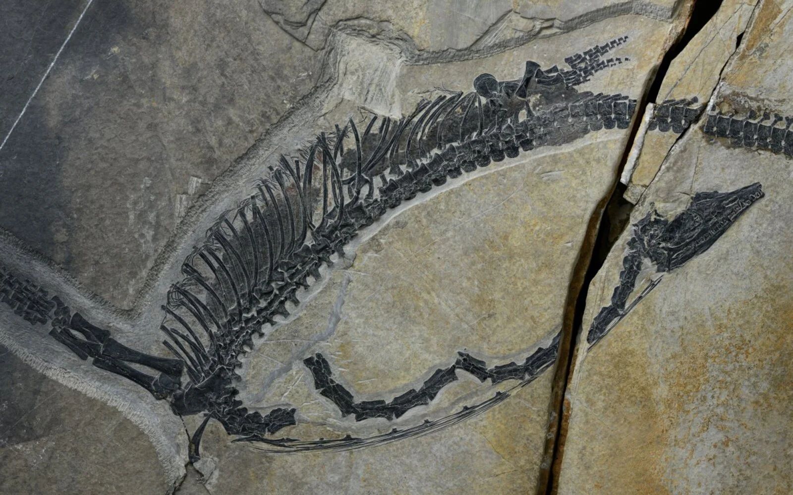 Chinese fossil reveals internal organs of prehistoric marine reptile