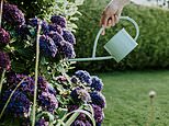 Ultimate guide to caring for your garden during a heatwave: As the RHS warns of wilting hydrangeas, how to stop your favourite flowers dying amid hosepipe ban