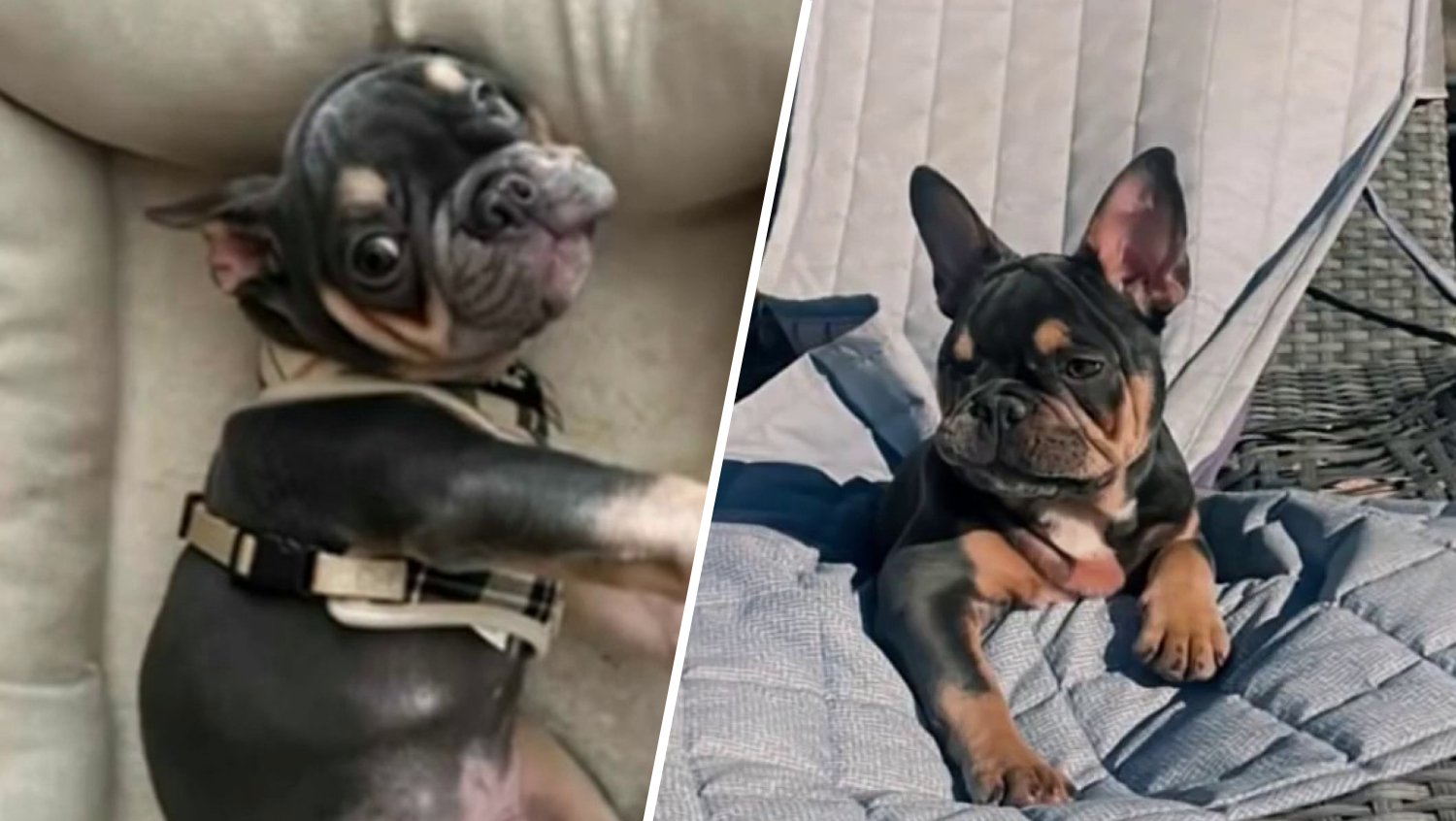 Woman demands answers after French bulldog dies under sitter's care in Hollywood