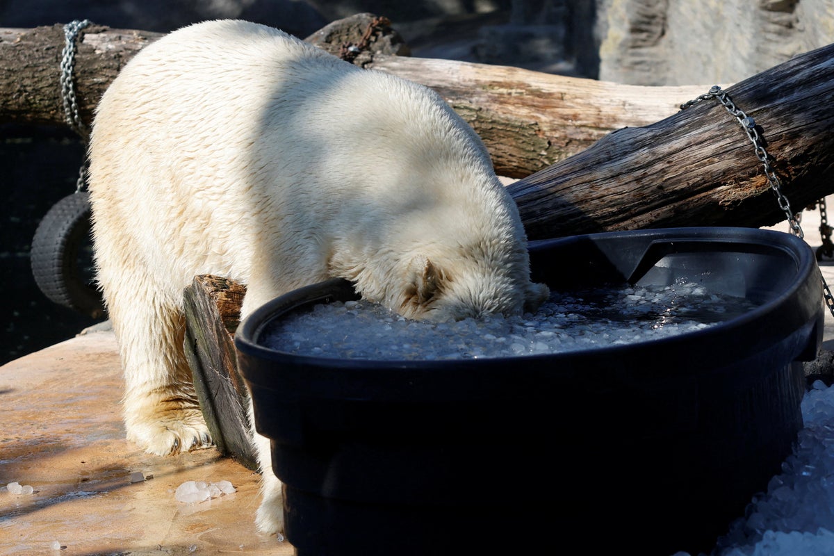 How Prague Zoo is keeping its polar bears cool amid scorching heat