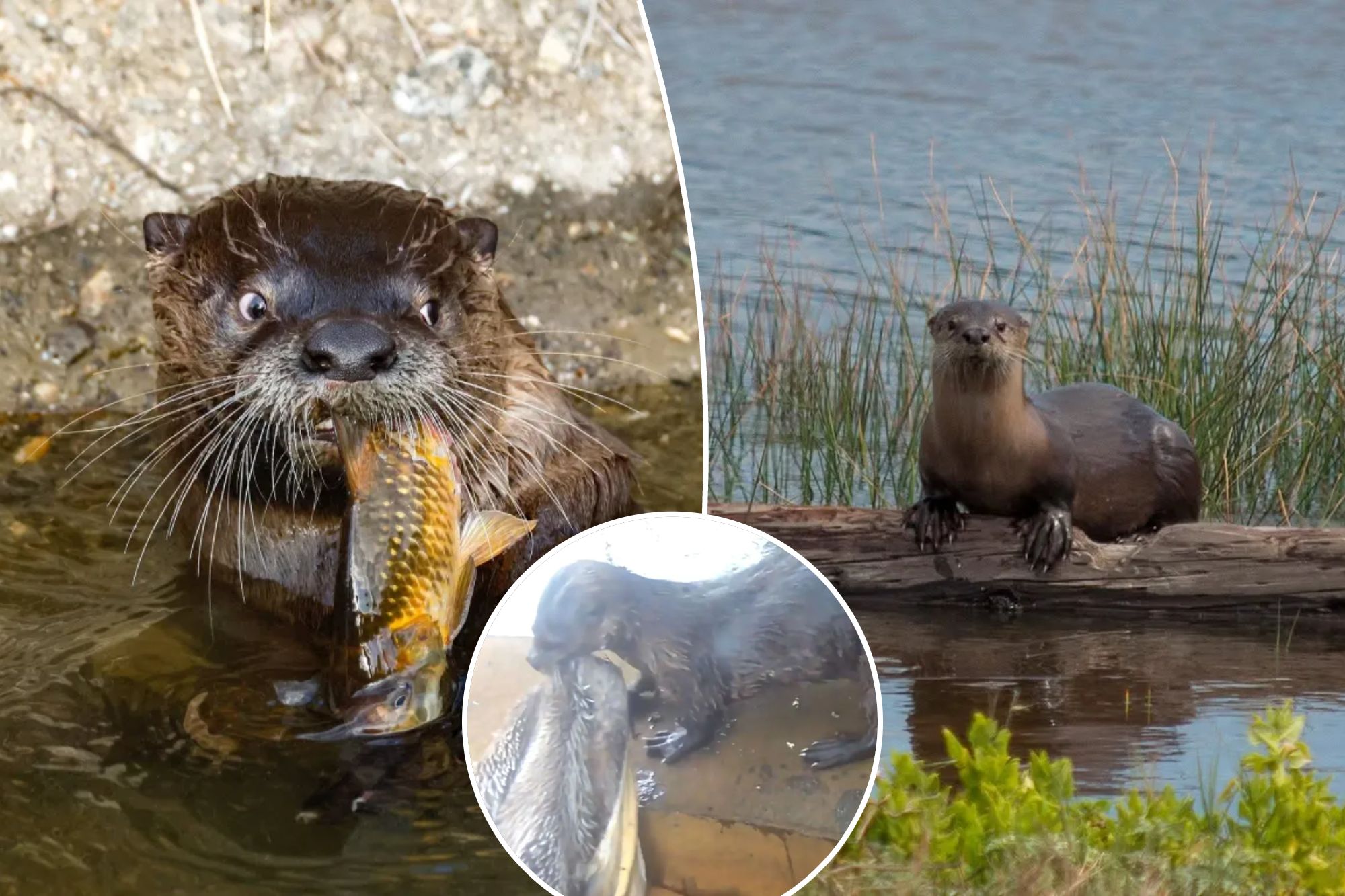 Sinister river otters caught hunting and drowning majestic California birds