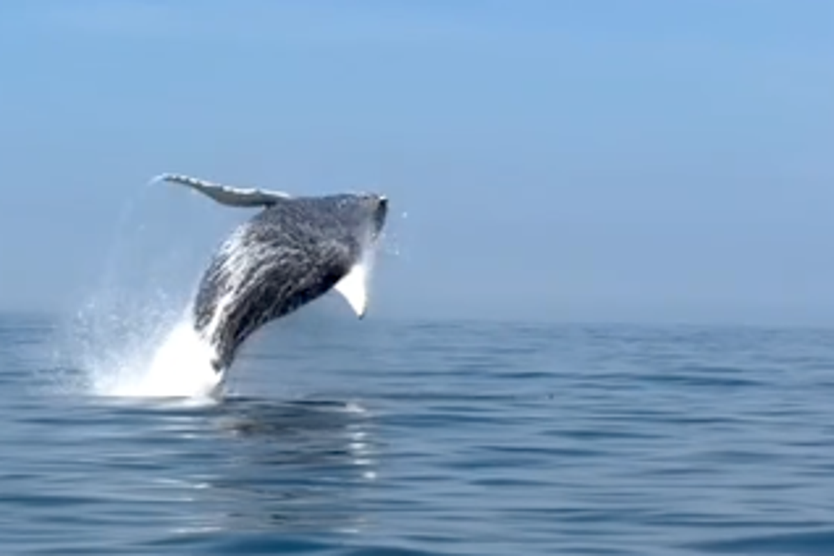 Humpback whales leap out of water off New York coast in spectacular video