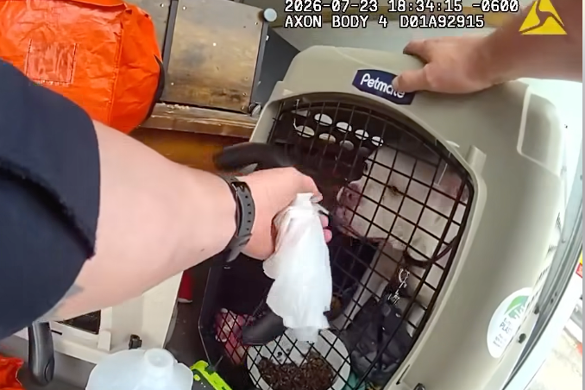 Police rescue trapped dog and cat from sweltering truck during 98F heatwave
