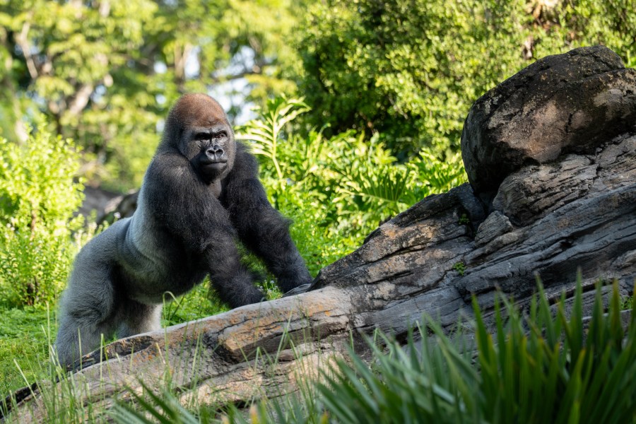 Disney's Animal Kingdom welcomes its first silverback gorilla in nearly 30 years