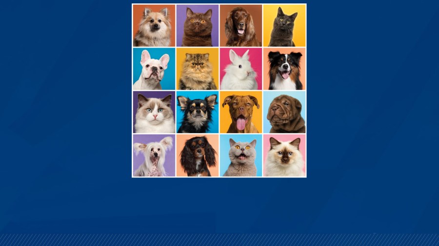 Send us the cutest pet in Tampa Bay!